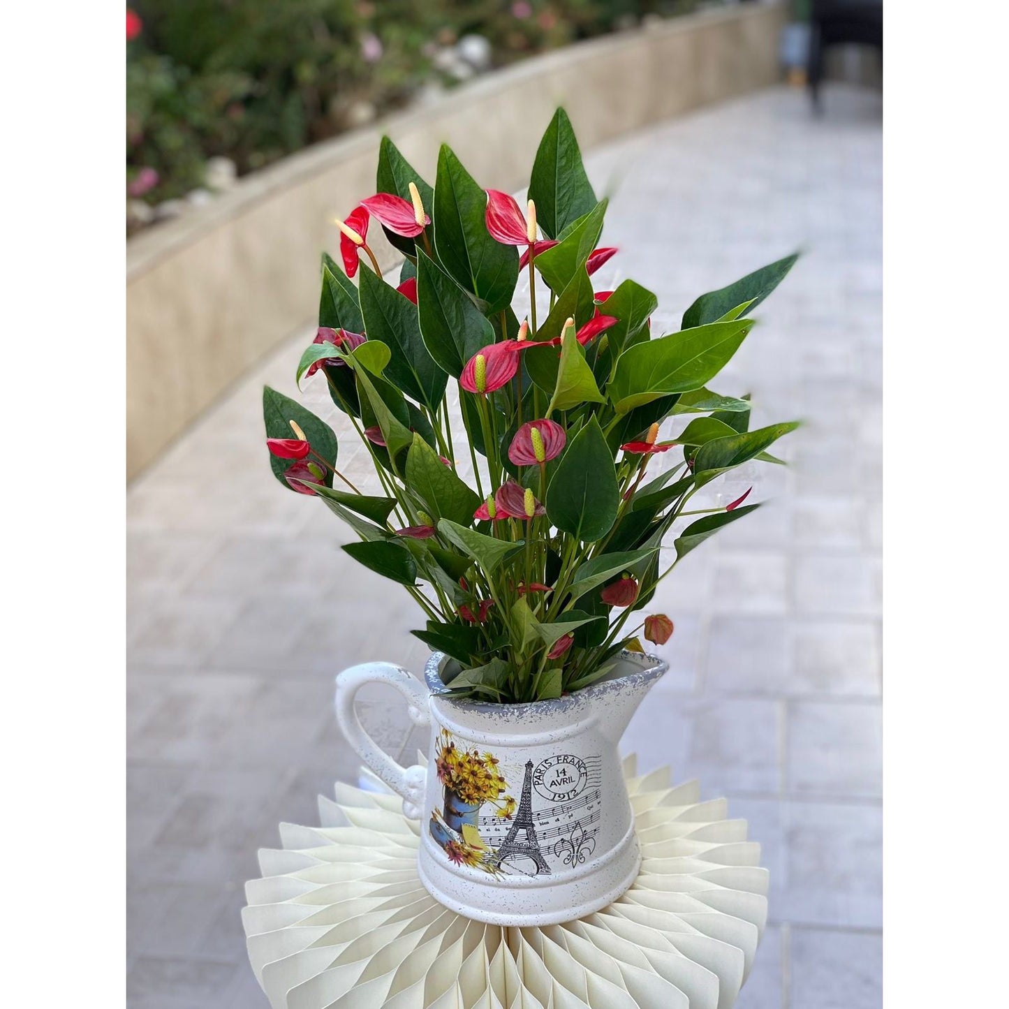 Anthurium in a special pot
