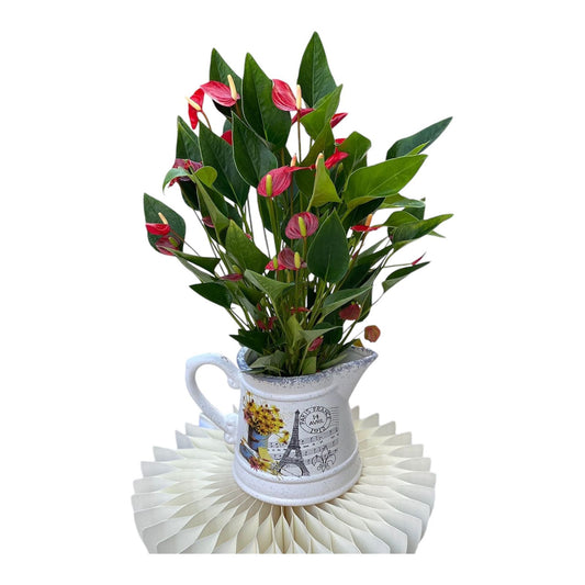 Anthurium in a special pot