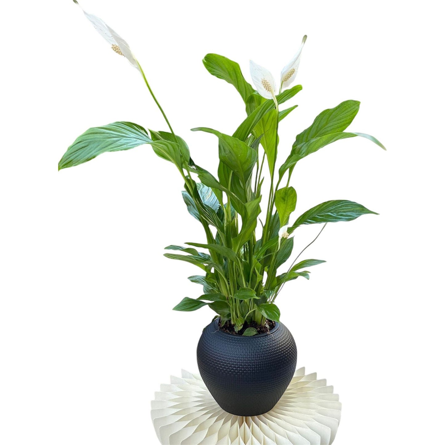 Peace Lily