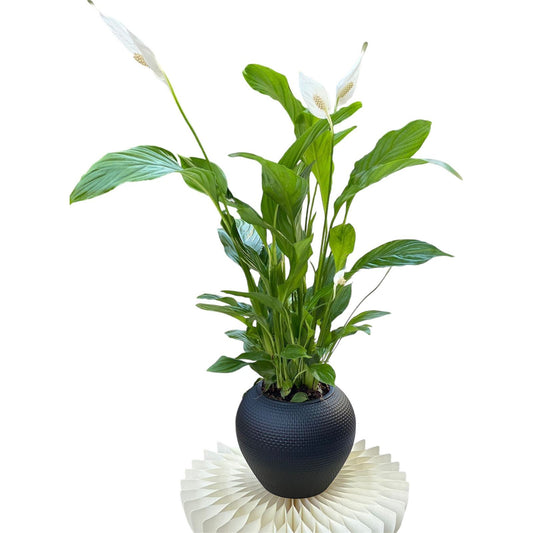 Peace Lily