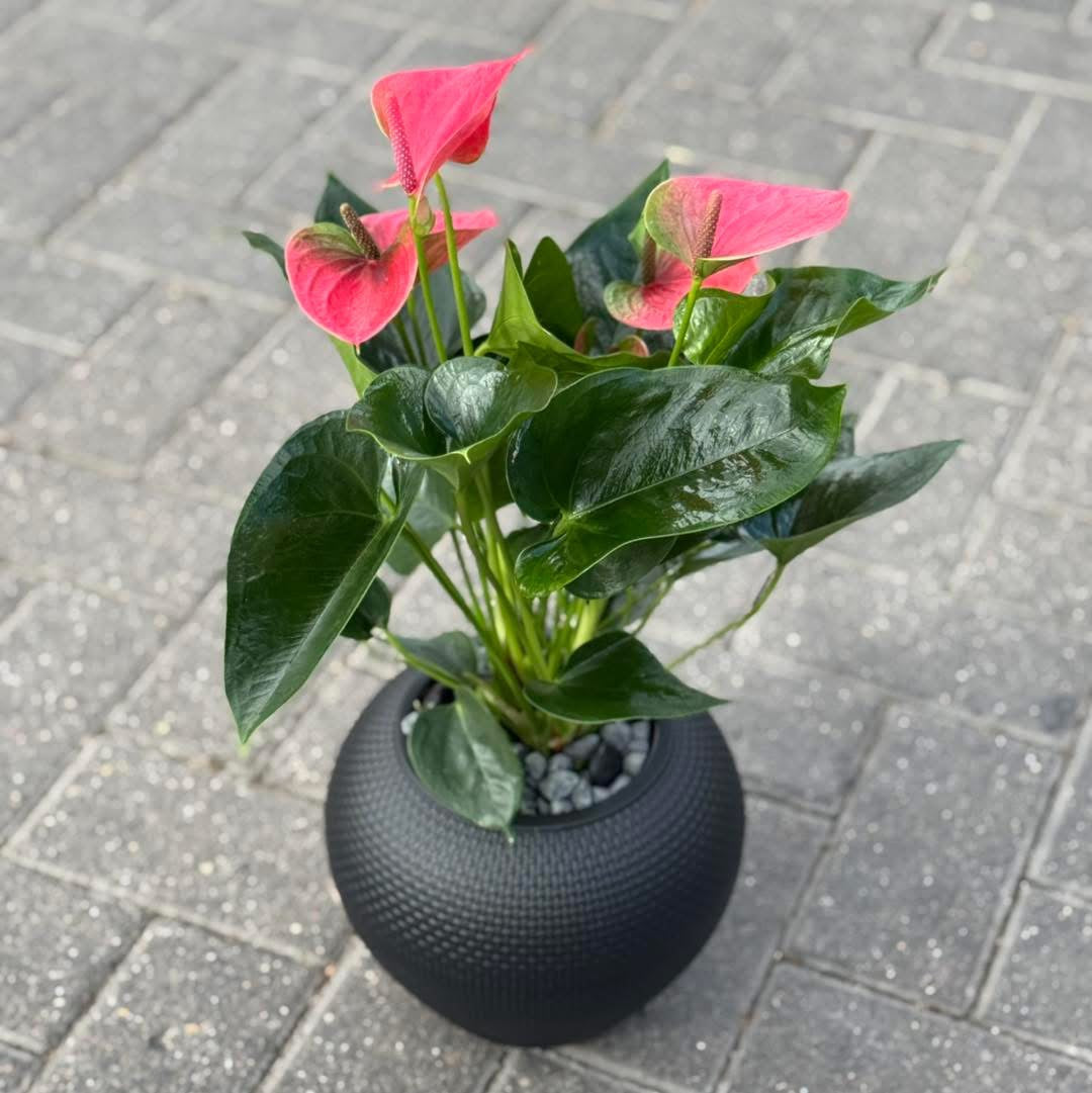 Pink Anthurium in a black pot