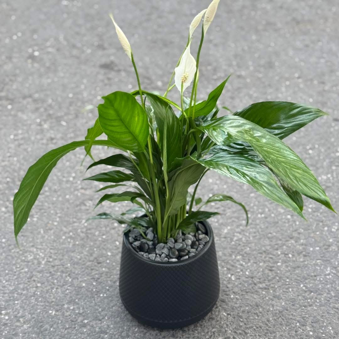 Peace Lilly