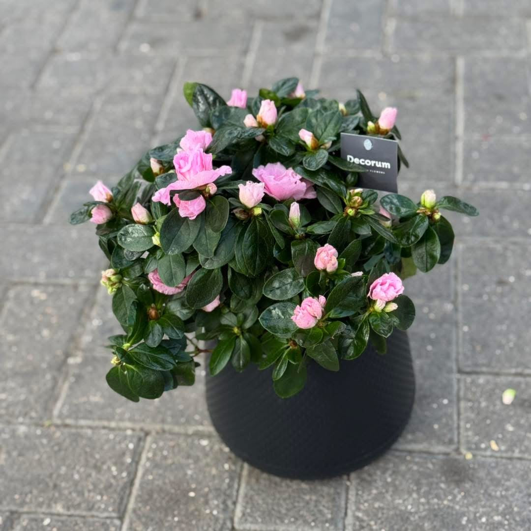 Pink Azalea in a black pot