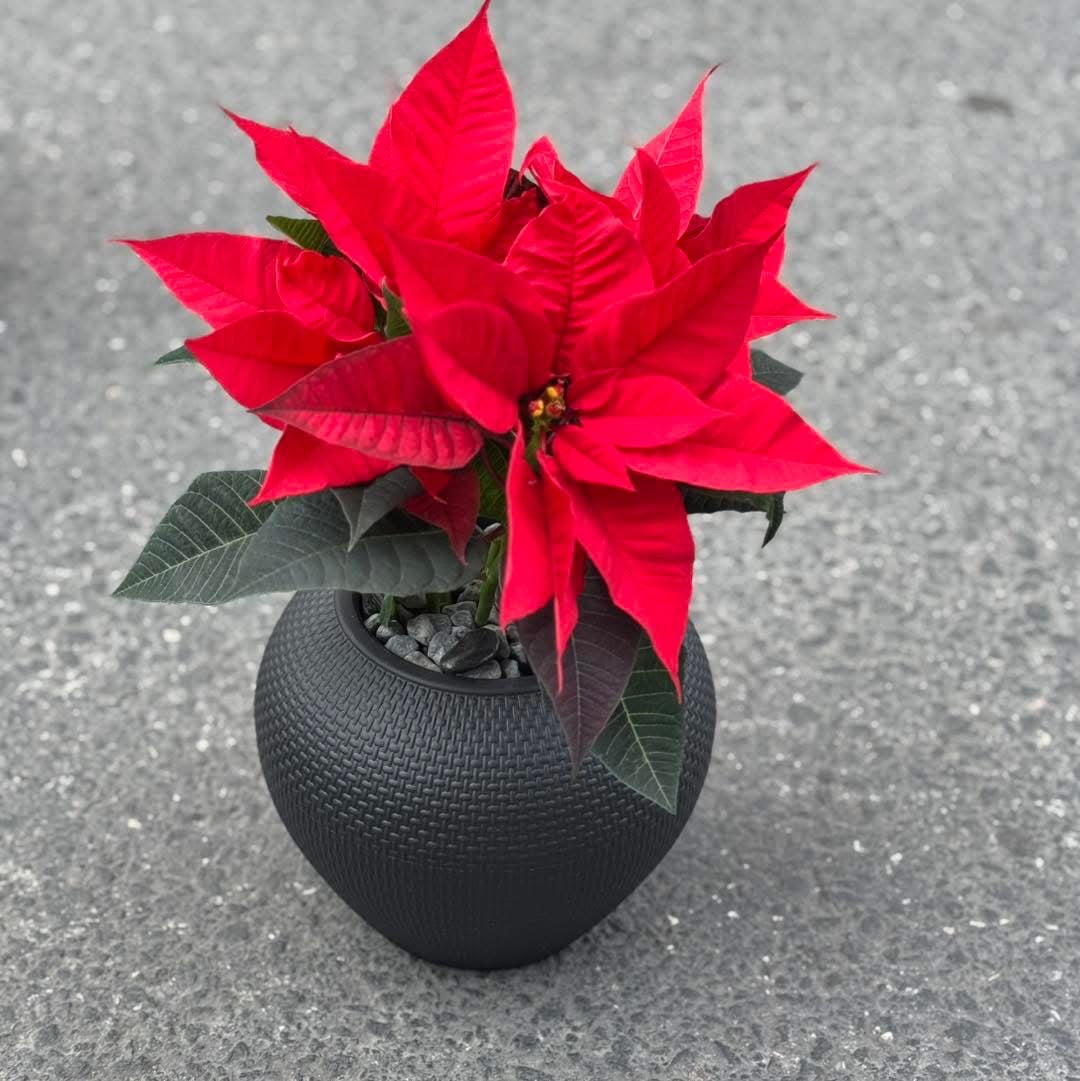 Poinsettia in a black pot