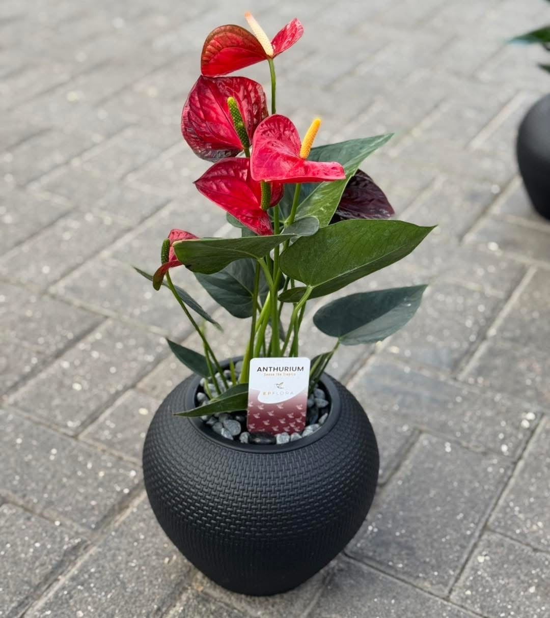 Red Anthurium in a black pot