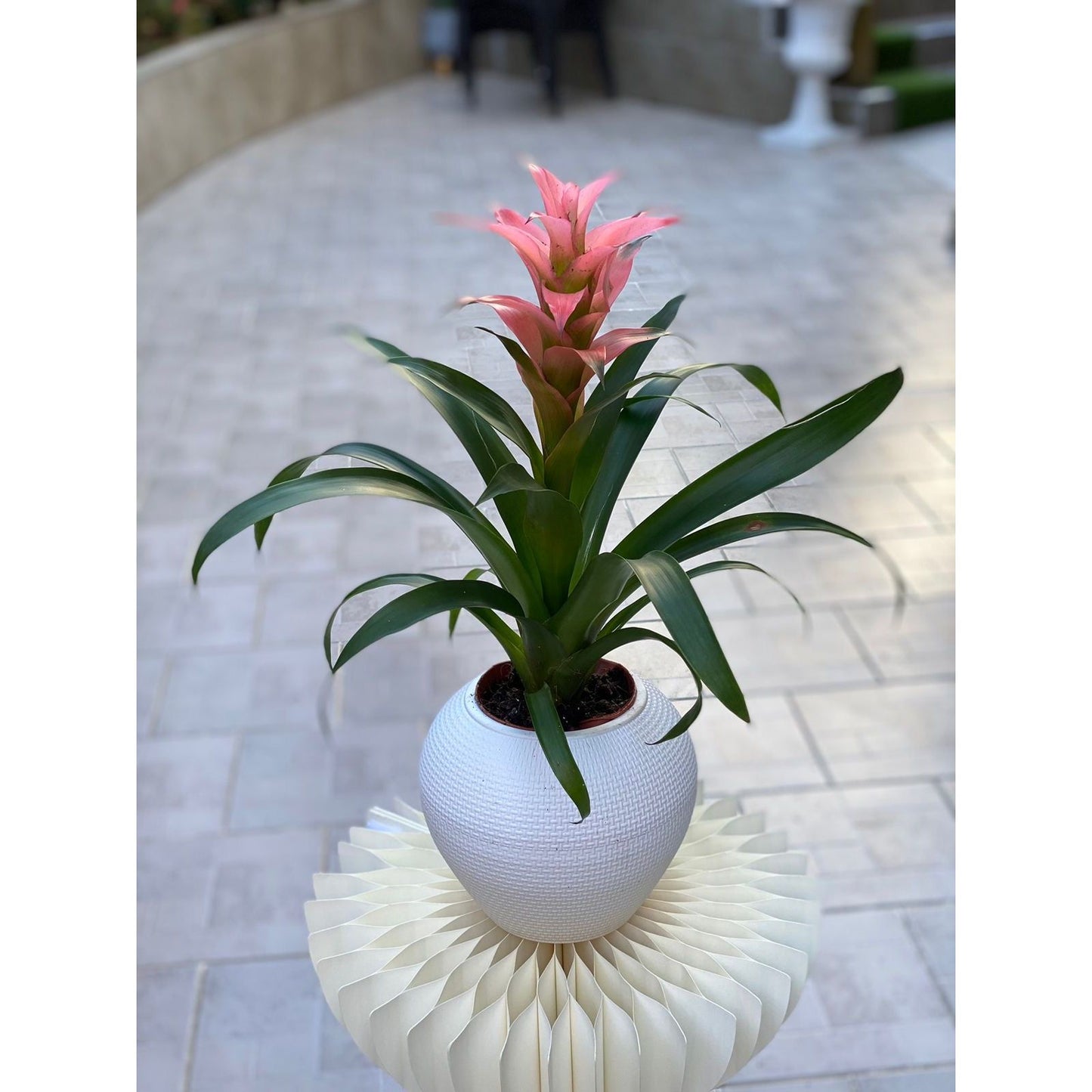 Guzmania