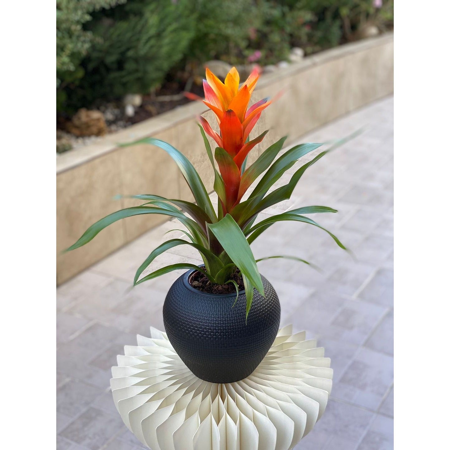 Guzmania