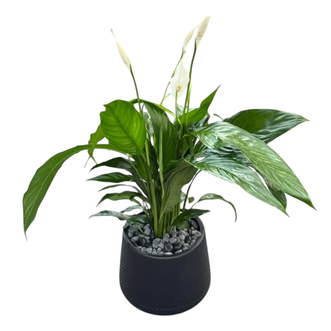 Peace Lilly