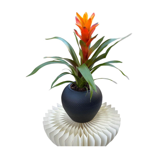 Guzmania