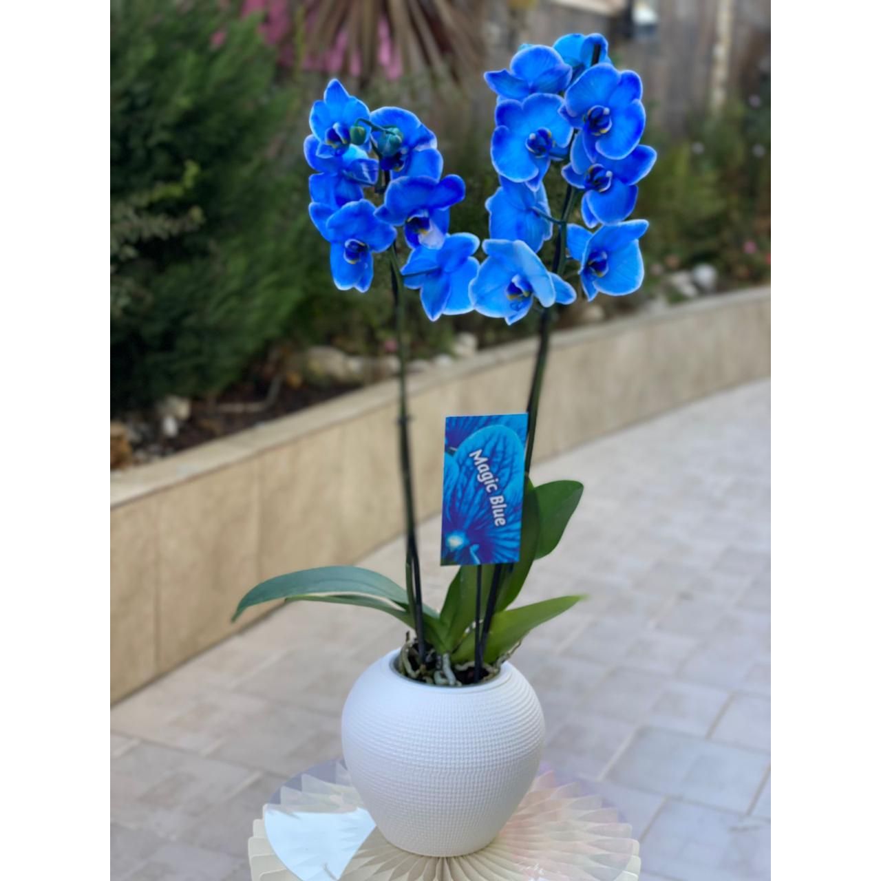 Blue Oasis Orchid Majesty