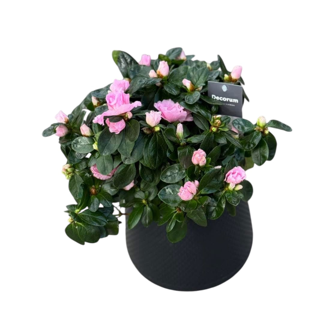 Pink Azalea in a black pot