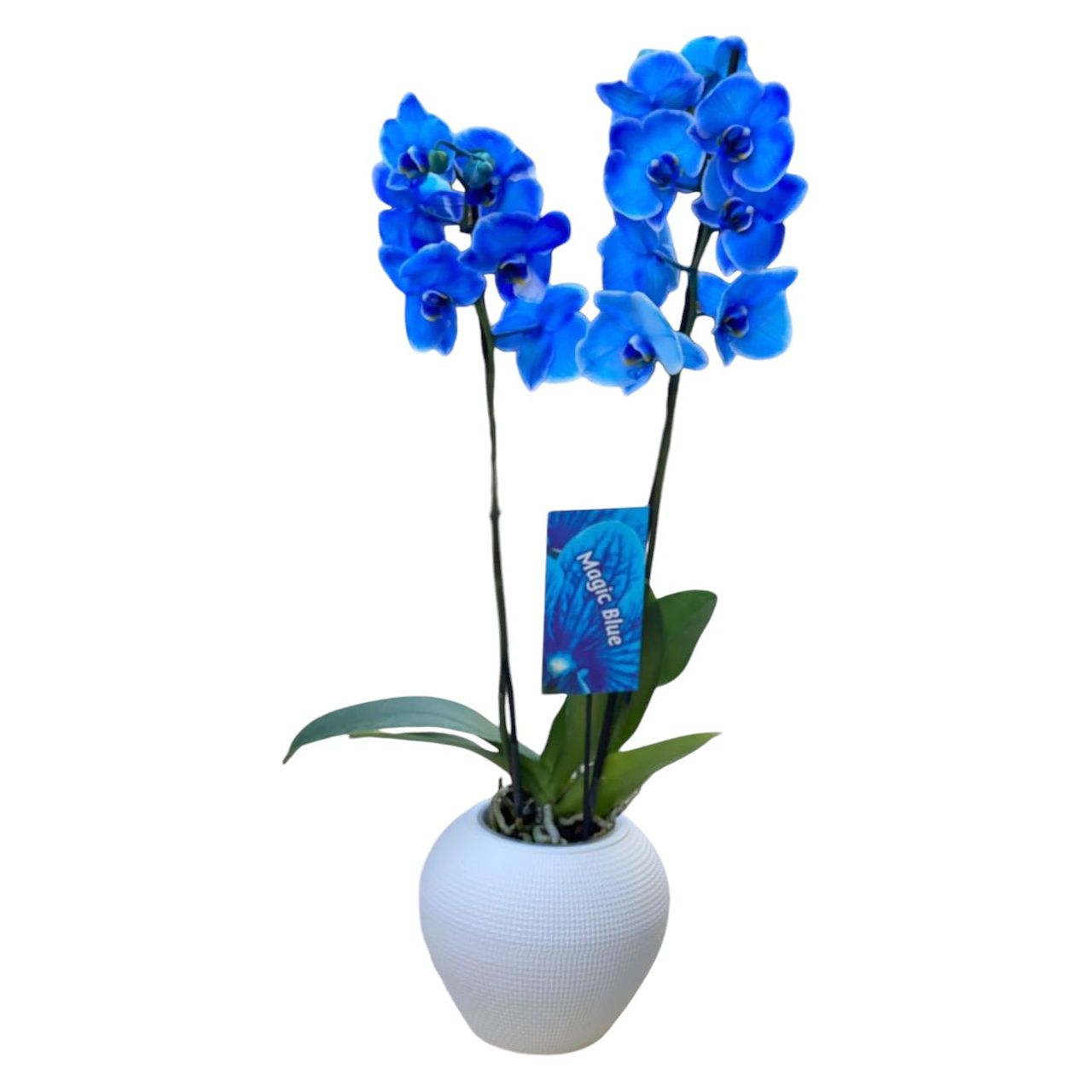 Blue Oasis Orchid Majesty