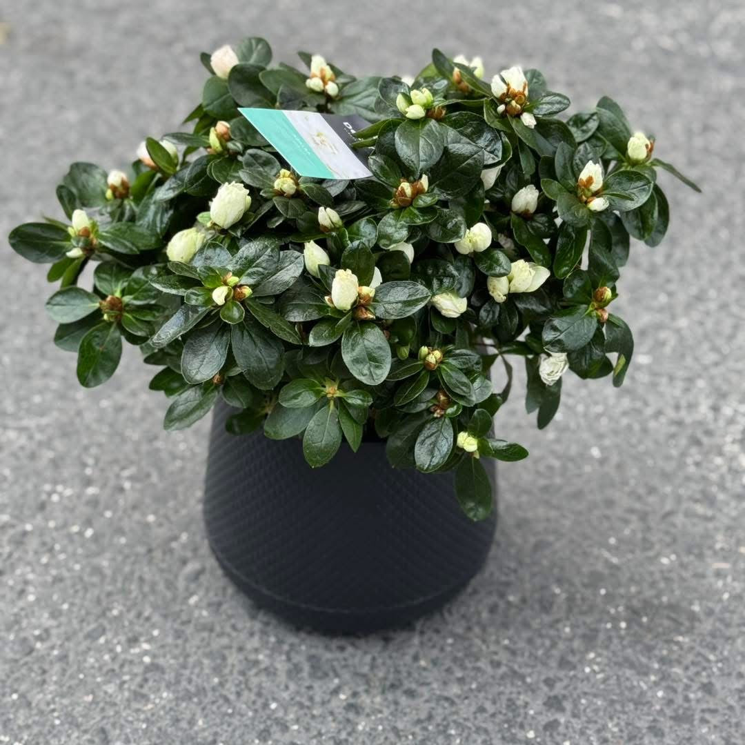 Azalea in a black pot