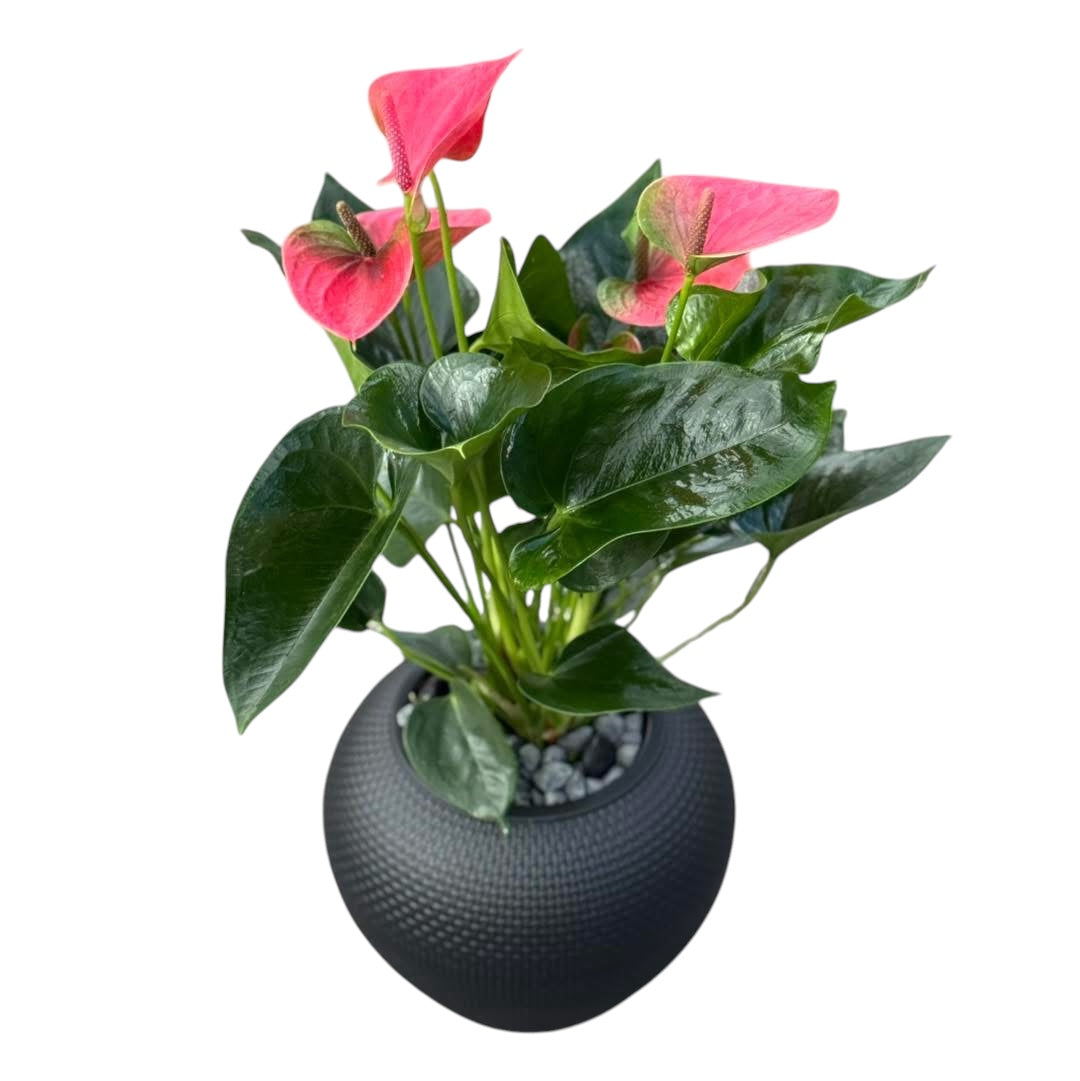 Pink Anthurium in a black pot