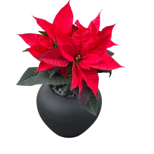 Poinsettia in a black pot