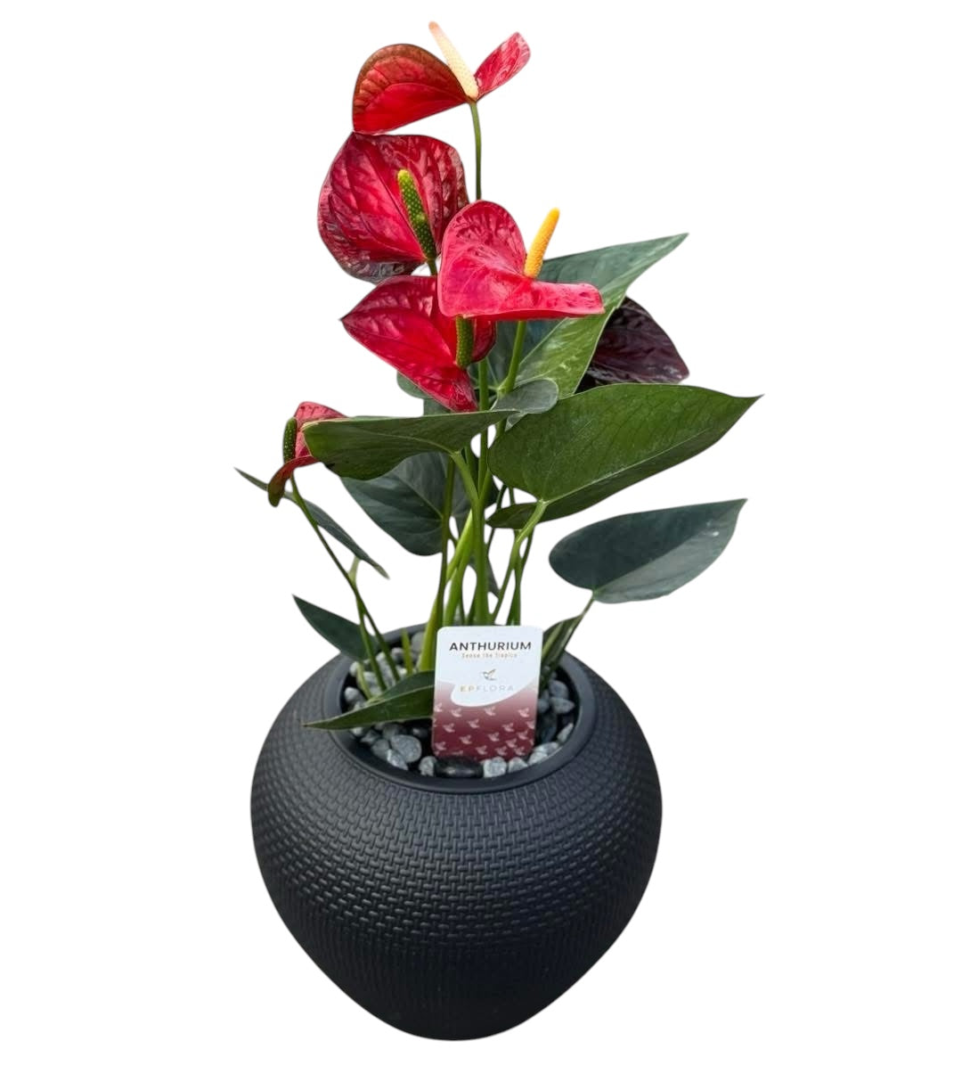 Red Anthurium in a black pot